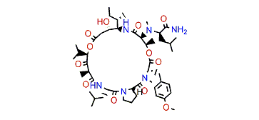 Epididemnin A1